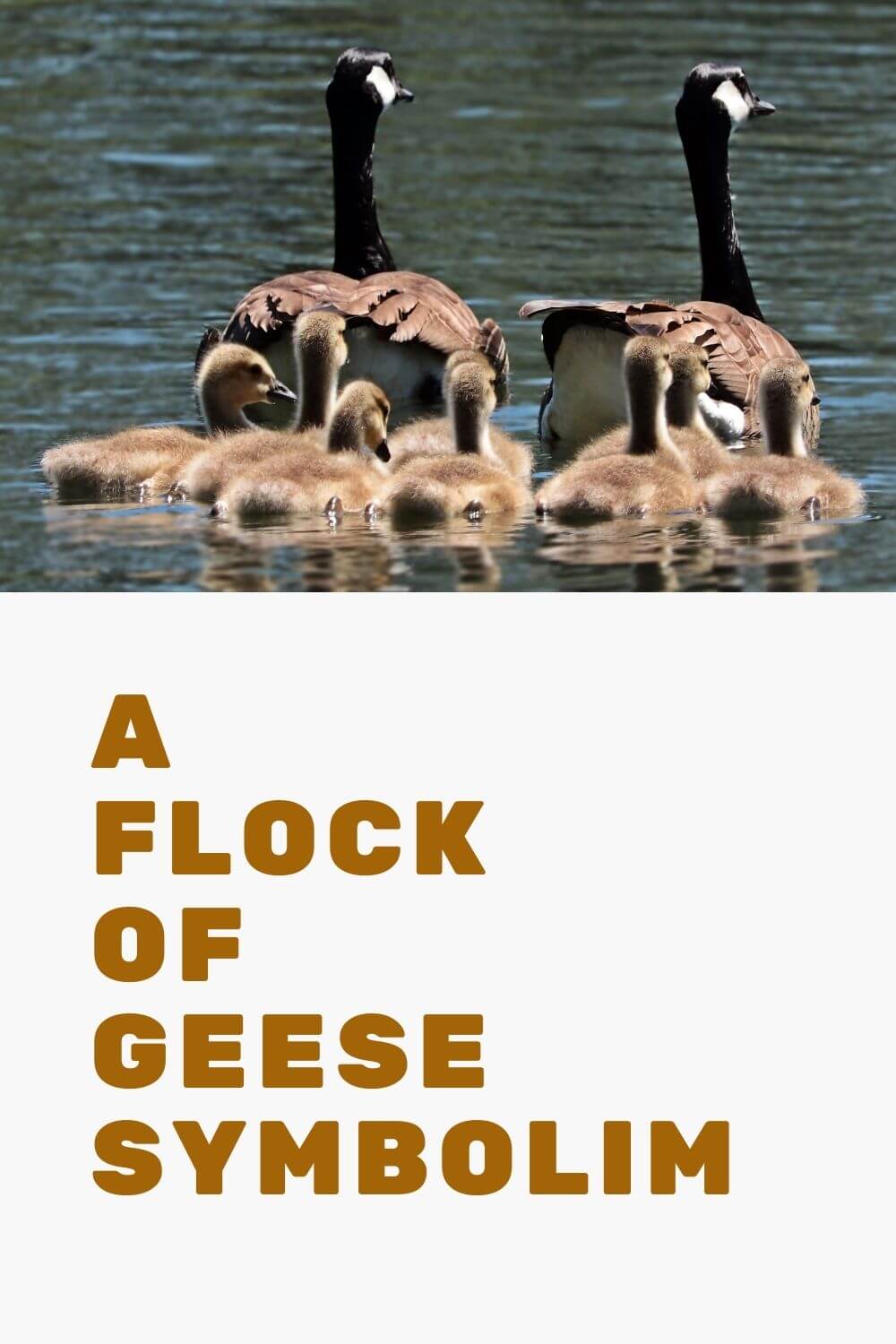 what-does-a-goose-spirit-animal-mean-and-symbolize-my-sacred-space