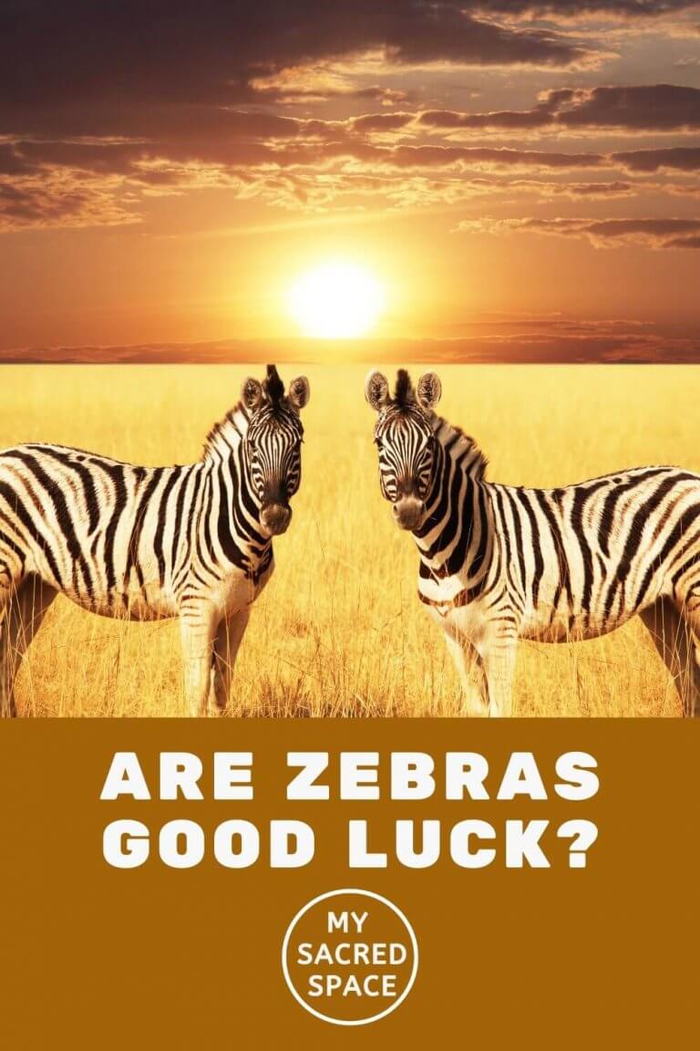 what-does-a-zebra-spirit-animal-mean-and-symbolize-my-sacred-space