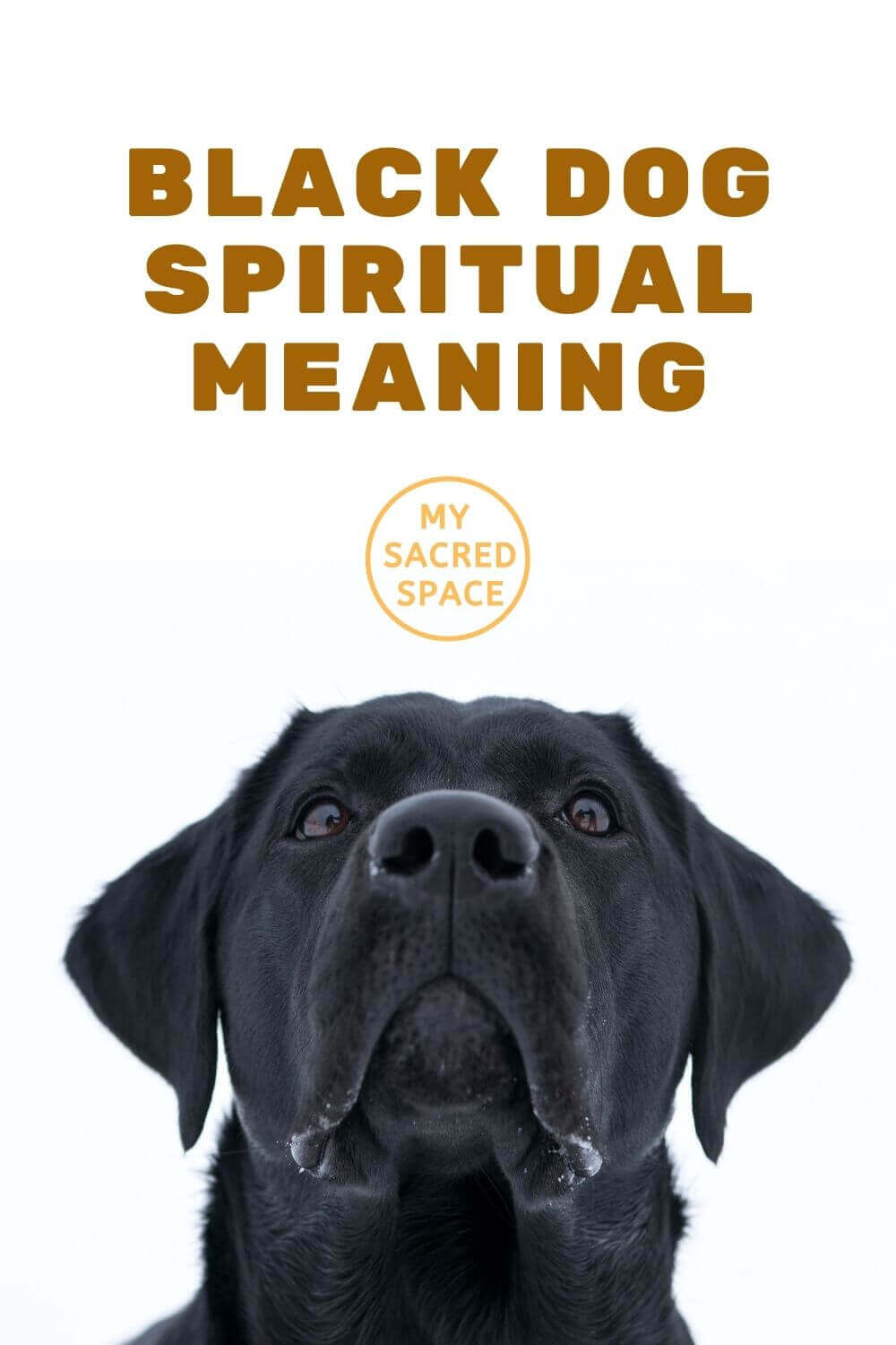 What Does a Dog Spirit Animal Mean and Symbolize? - My Sacred Space Design