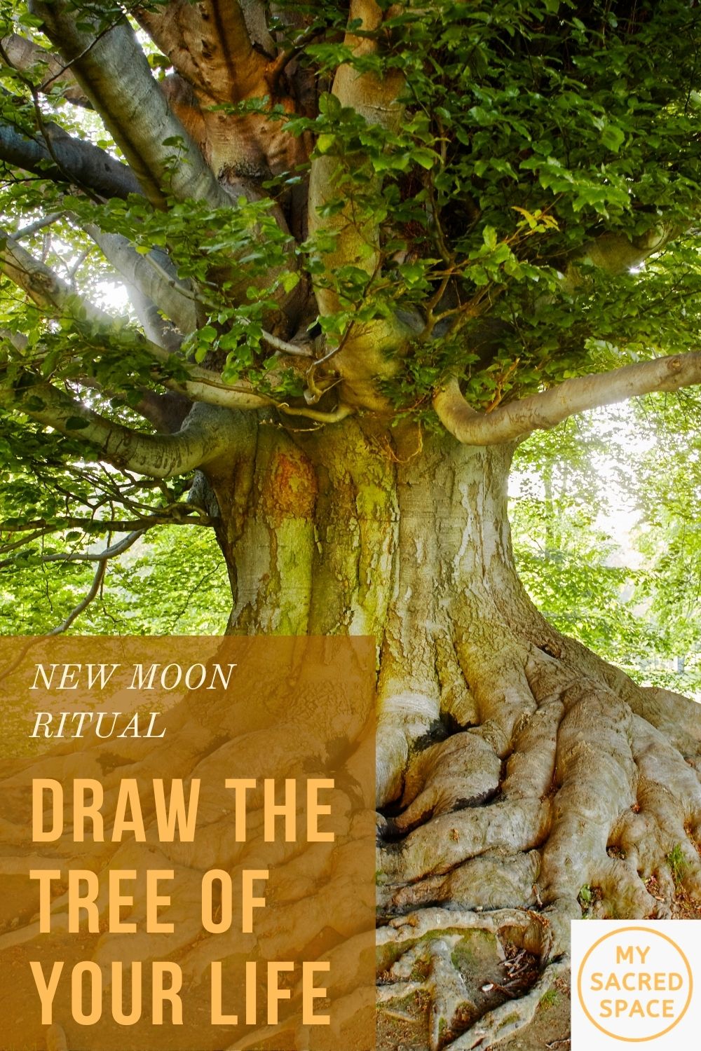 draw_the_tree_of_your_life_new_moon-ritual