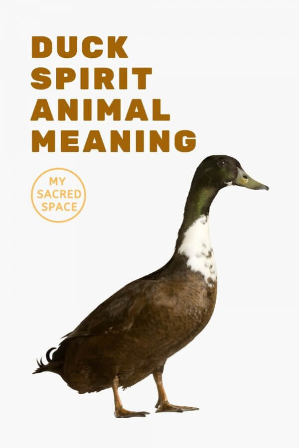 what-does-a-duck-spirit-animal-mean-and-symbolize-my-sacred-space-design