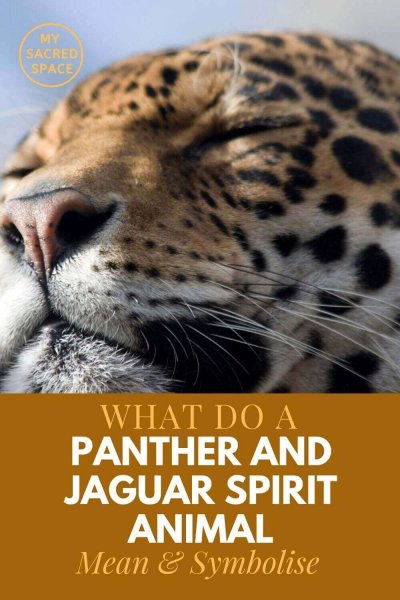 what do a panther and a jagiar spirit animal mean and symbolise