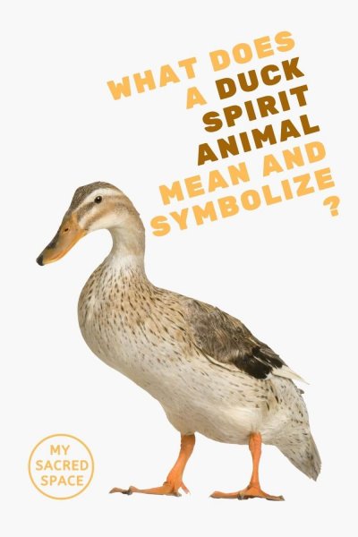 what does a duck spirit animal mean and symbolize