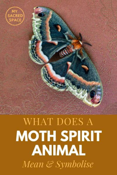 What Does a Moth Spirit Animal Mean and Symbolize? - My Sacred Space Design