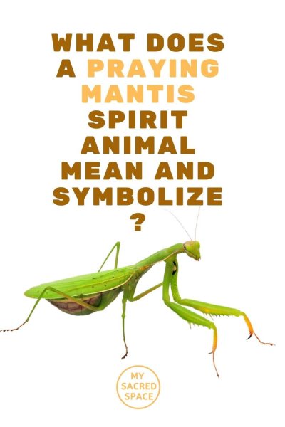 what does a praying mantis spirit animal mean and symbolize