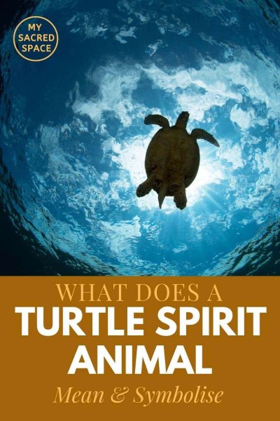 what does a turtle animal mean and symbolise