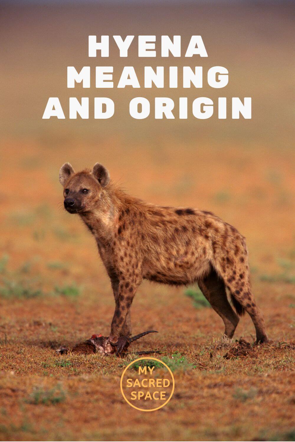 What Does a Spirit Animal Hyena Mean and Symbolize? - My Sacred Space ...