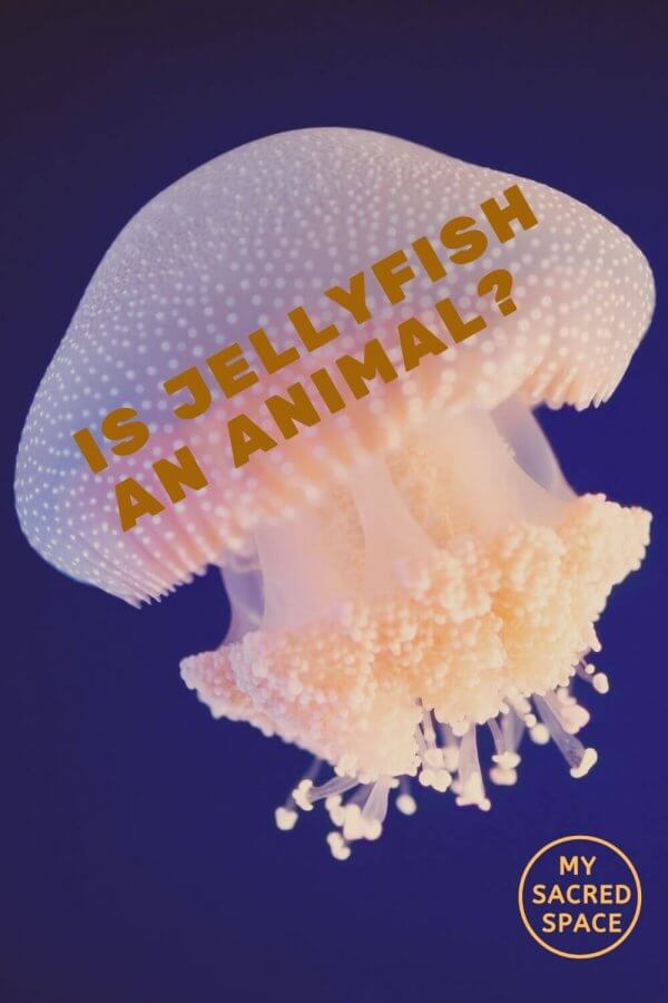 What Does a Jellyfish Spirit Animal Mean and Symbolize? - My Sacred ...