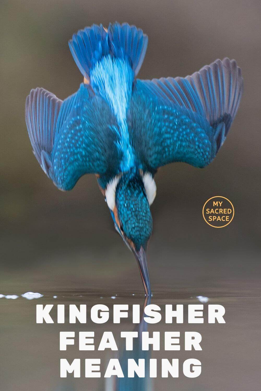 what-does-a-kingfisher-and-kookaburra-spirit-animals-mean-and-symbolize