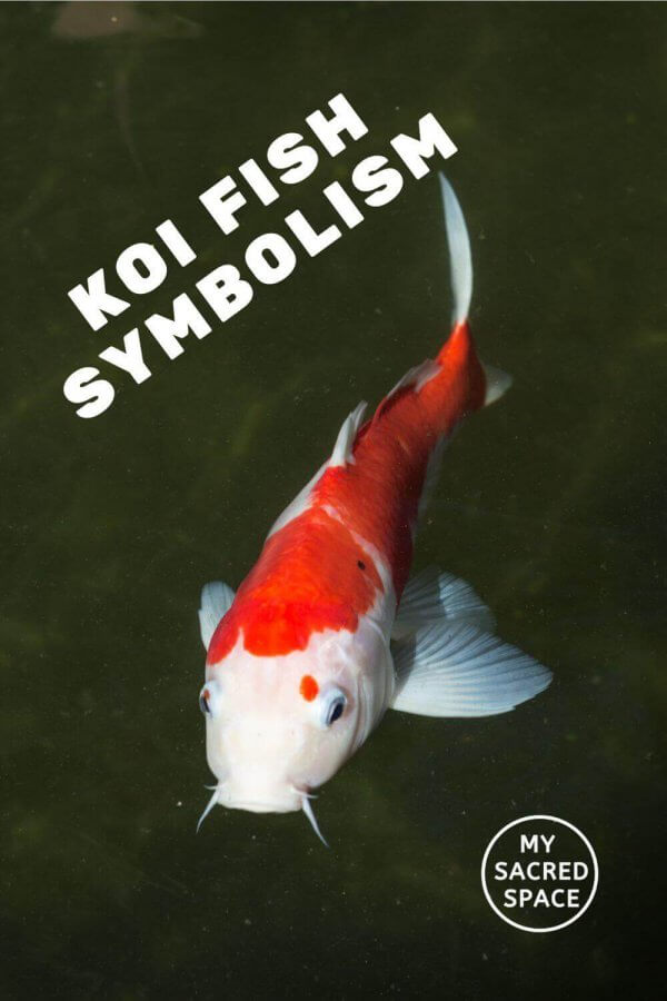 what-does-a-spirit-animal-koi-fish-mean-and-symbolize-my-sacred