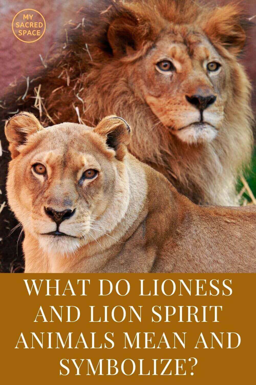 What Does A Lioness Represent Spiritually Ouestny