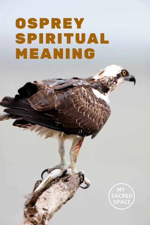 What Does an Osprey Spirit Animal Mean and Symbolize? - My Sacred Space ...