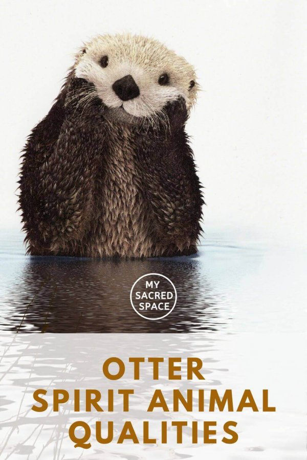 What Does an Otter Spirit Animal Mean and Symbolize? - My Sacred Space ...