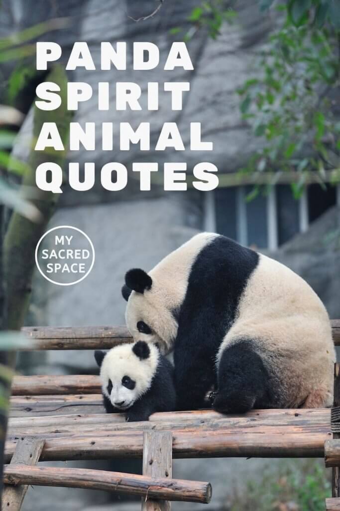 What Does a Panda Spirit Animal Mean and Symbolize? - My Sacred Space Design