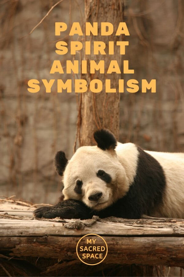 what-does-a-panda-spirit-animal-mean-and-symbolize-my-sacred-space