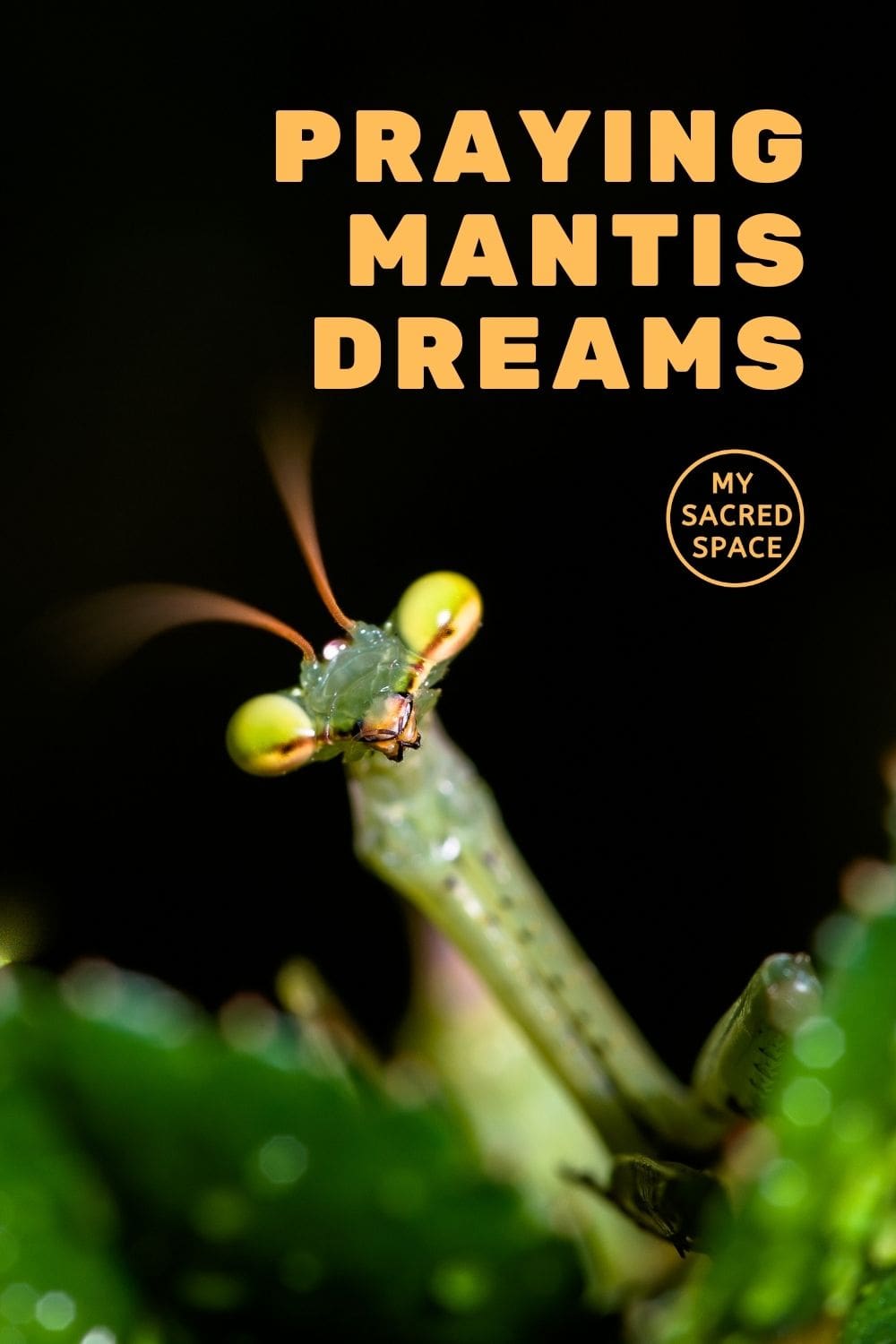 What Does A Praying Mantis Spirit Animal Mean And Symbolize My   Praying Mantis Dreams 