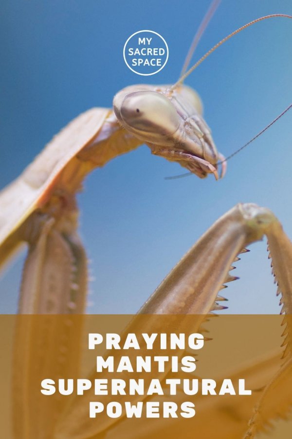 What Does A Praying Mantis Spirit Animal Mean And Symbolize My   Praying Mantis Supernatural Powers 600x900 