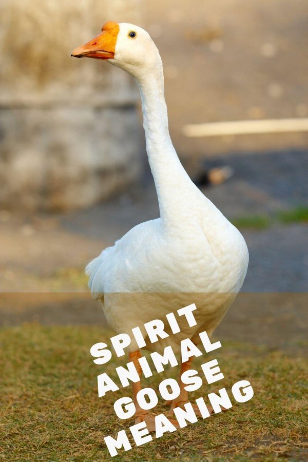 what-does-a-goose-spirit-animal-mean-and-symbolize-my-sacred-space