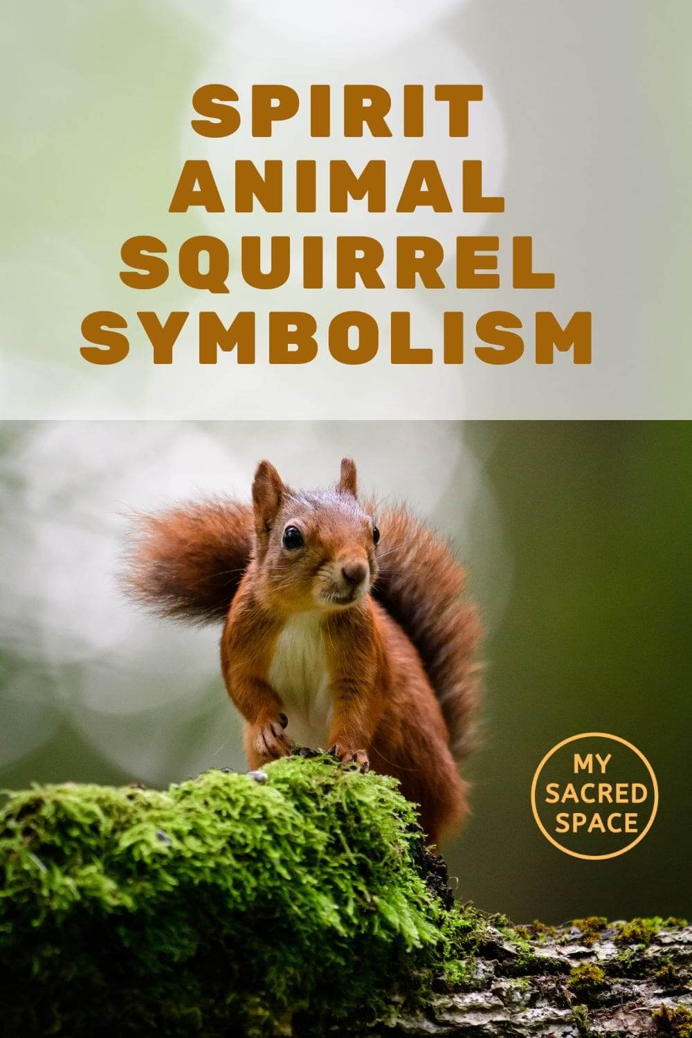 What Does A Squirrel Spirit Animal Mean And Symbolize My Sacred 