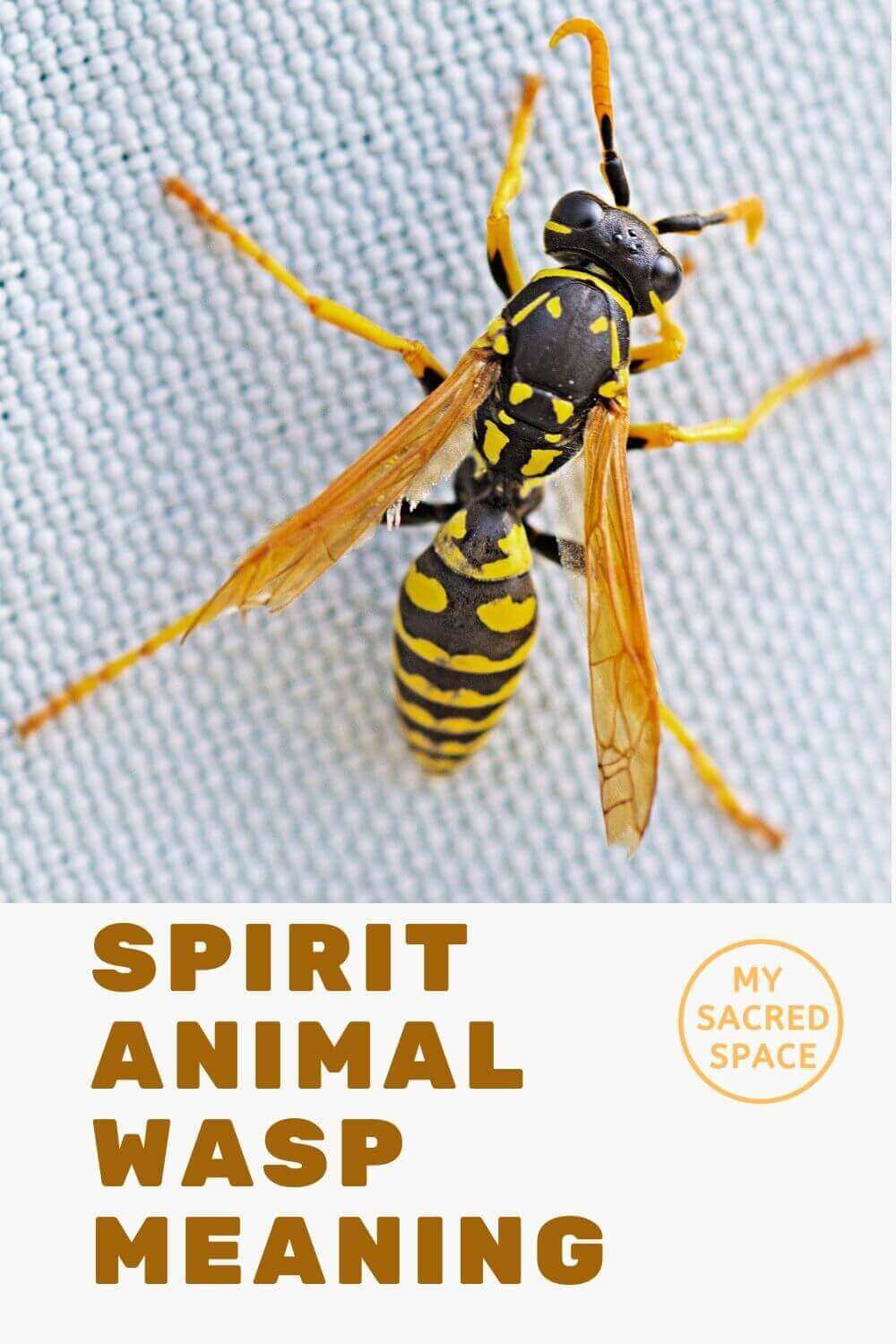 what-does-a-wasp-spirit-animal-mean-and-symbolize-my-sacred-space-design