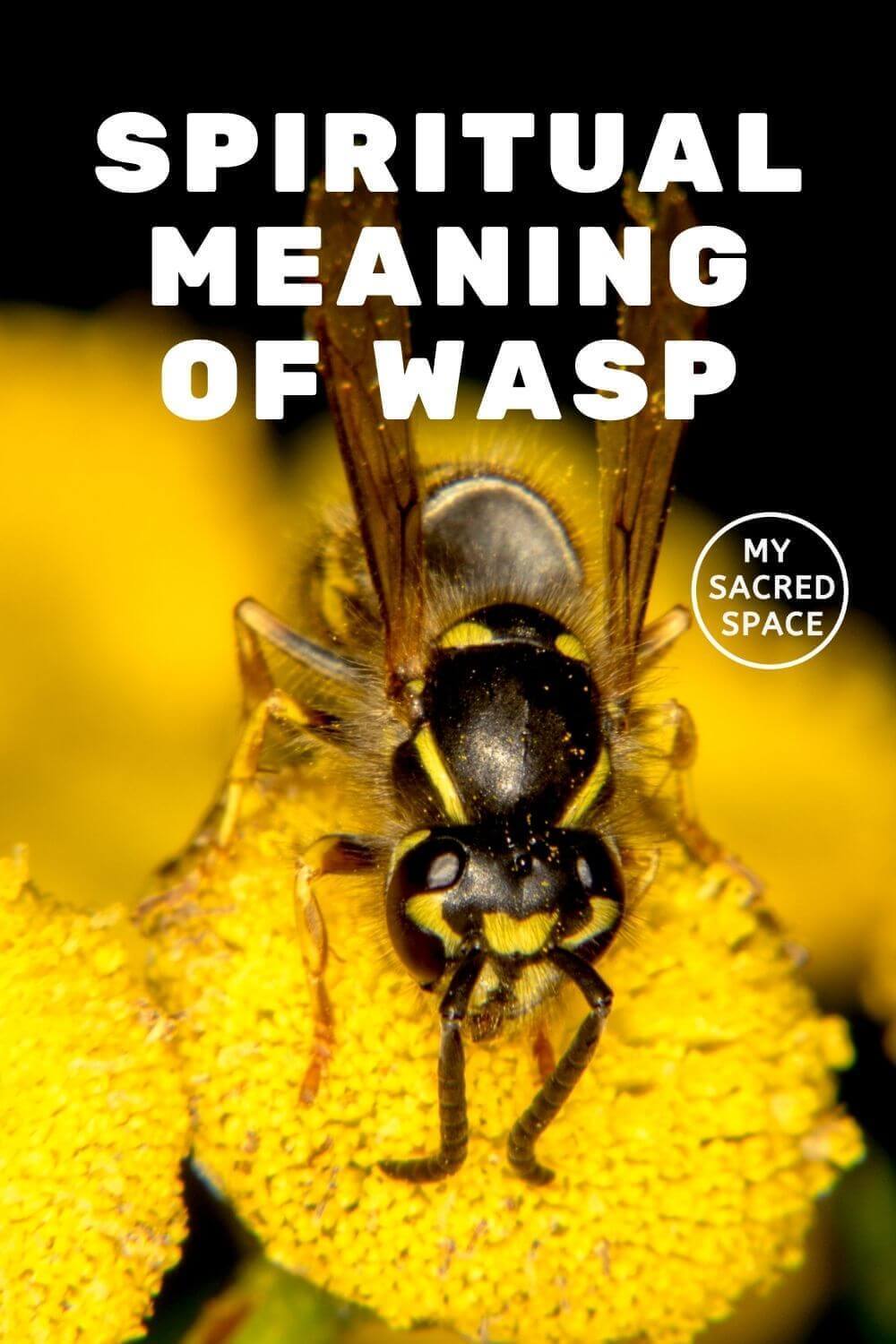 what-does-a-wasp-spirit-animal-mean-and-symbolize-my-sacred-space-design