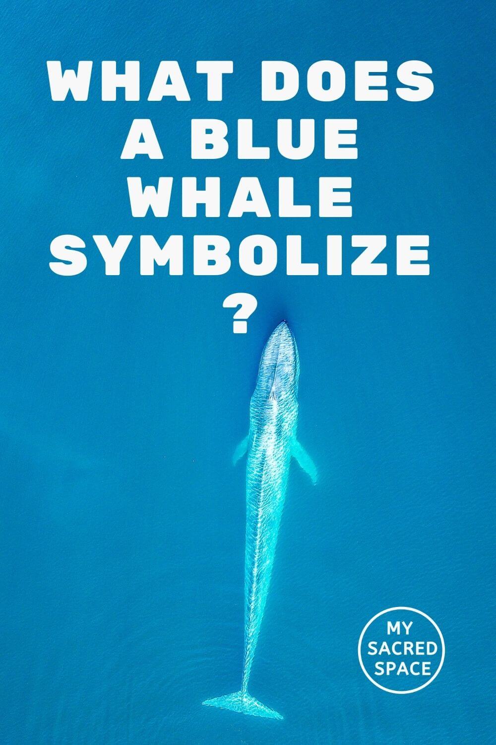 what-does-a-whale-symbolize-7-whale-meanings-for-2022