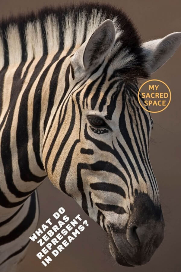 what-does-a-zebra-spirit-animal-mean-and-symbolize-my-sacred-space