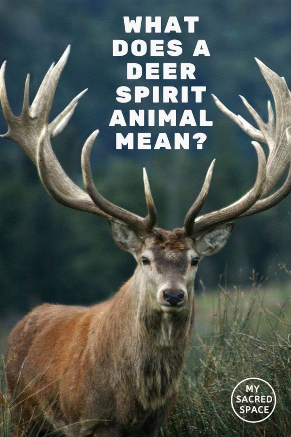 What Does The Deer Spirit Animal Represent