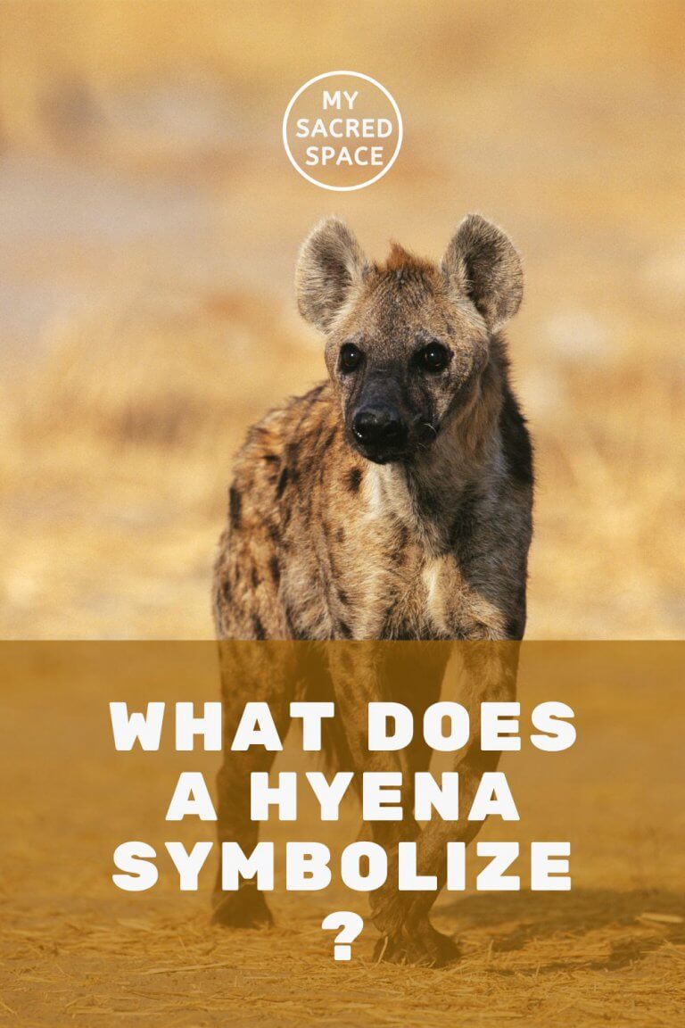 what-does-a-spirit-animal-hyena-mean-and-symbolize-my-sacred-space-design