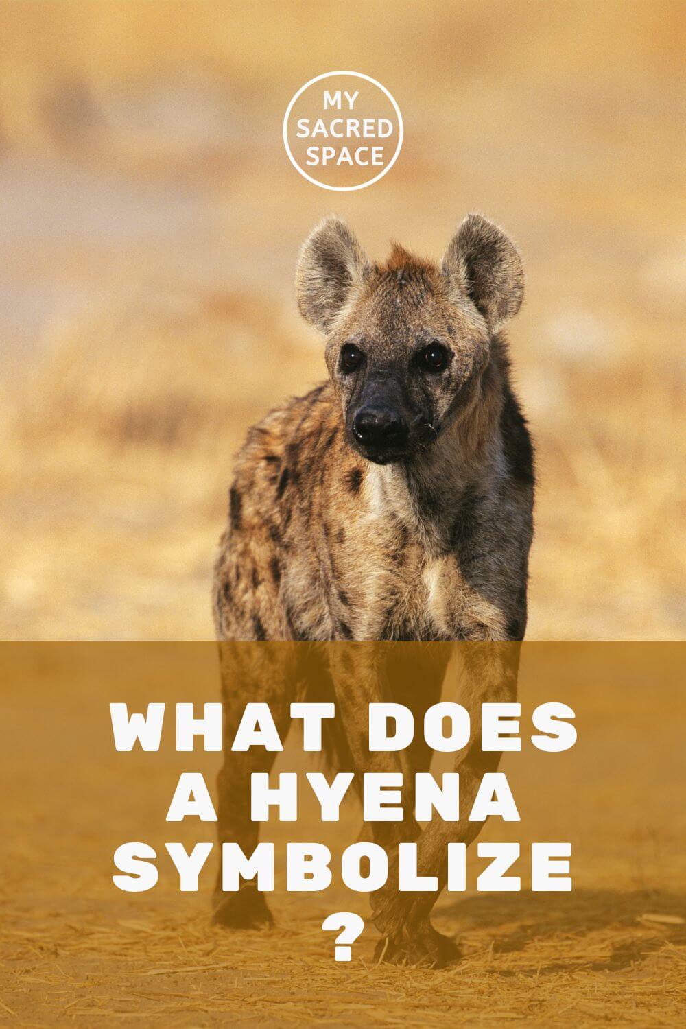 What Does a Spirit Animal Hyena Mean and Symbolize? - My Sacred Space ...