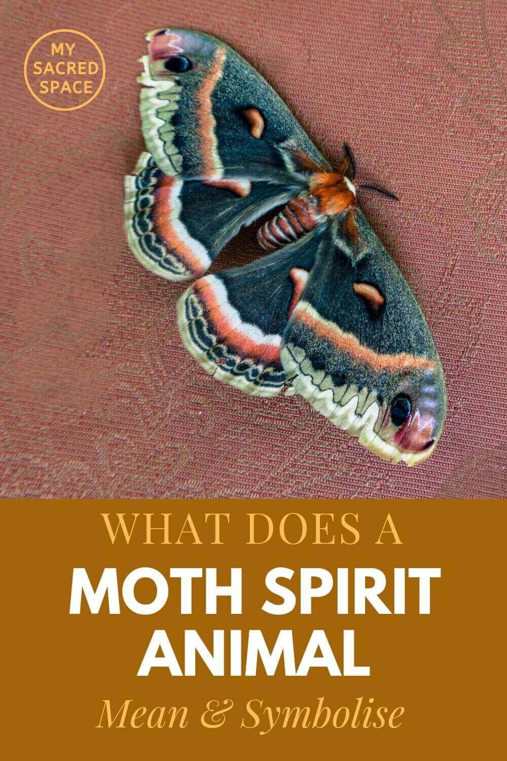 what does a moth spirit animal mean and symbolise