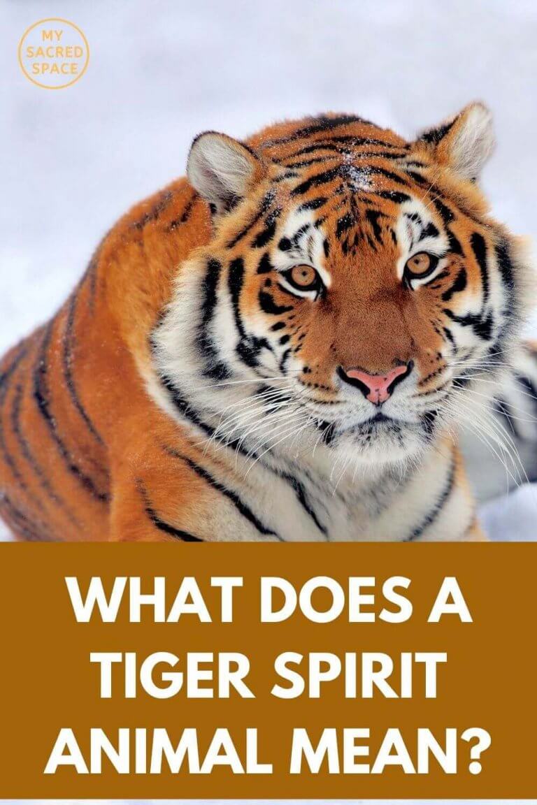 what-does-a-tiger-spirit-animal-mean-and-symbolise-my-sacred-space