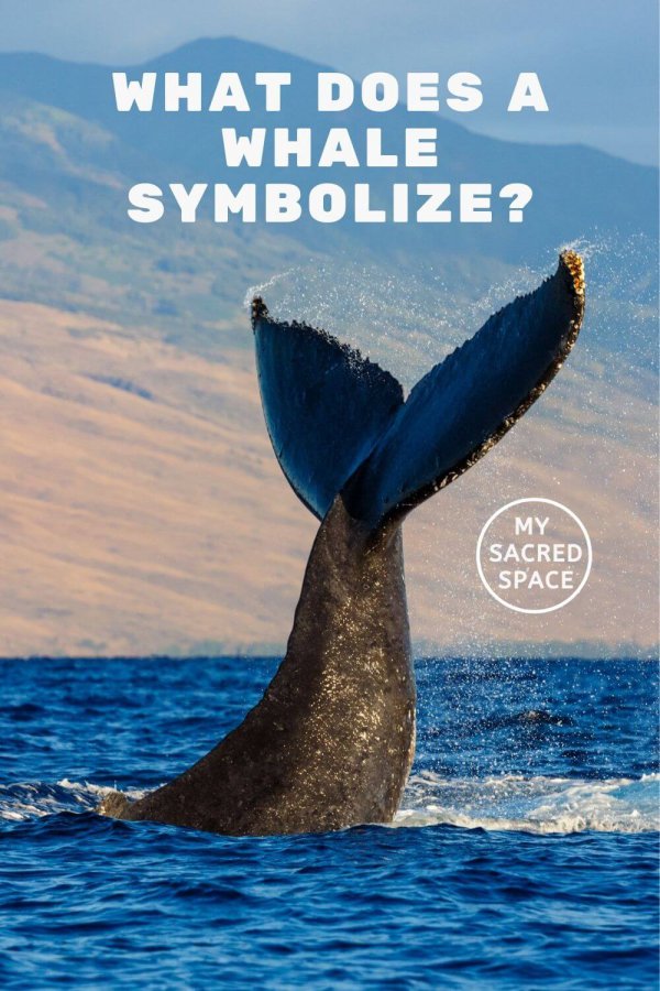 What Does a Whale Spirit Animal Mean and Symbolize? - My Sacred Space ...