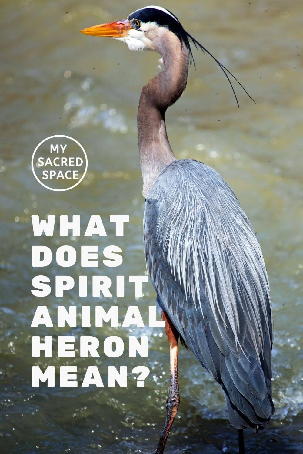 what-does-a-heron-spirit-animal-mean-and-symbolize-my-sacred-space