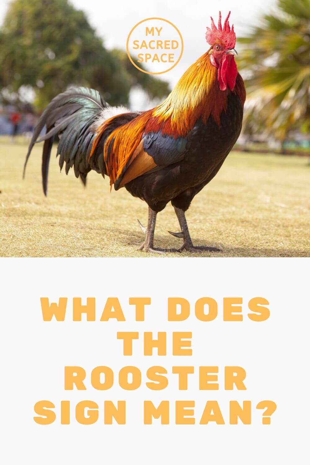 what-does-a-rooster-spirit-animal-mean-and-symbolize-my-sacred-space