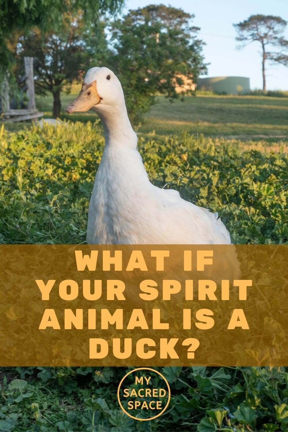 what-does-a-duck-spirit-animal-mean-and-symbolize-my-sacred-space-design