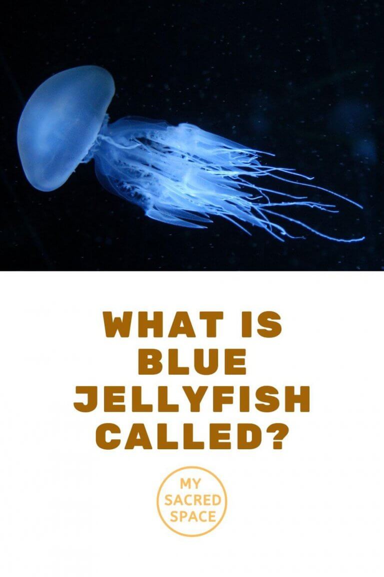 What Does a Jellyfish Spirit Animal Mean and Symbolize? - My Sacred ...