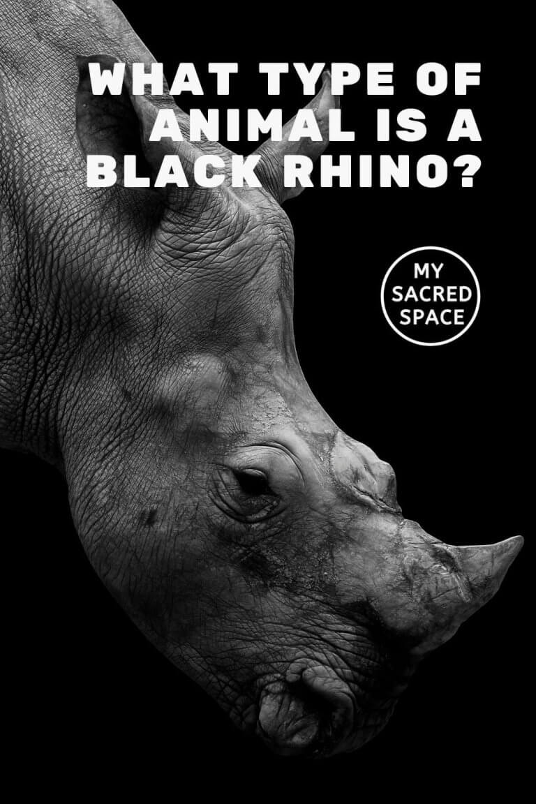 What Does a Rhino Spirit Animal Mean and Symbolize? - My Sacred Space