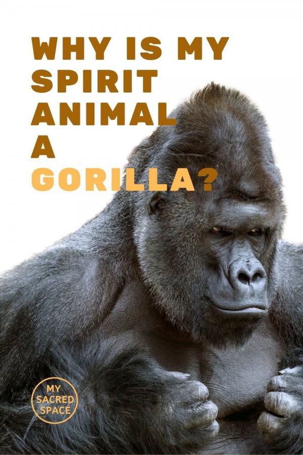 What Does a Gorilla Spirit Animal Mean and Symbolize My Sacred Space 