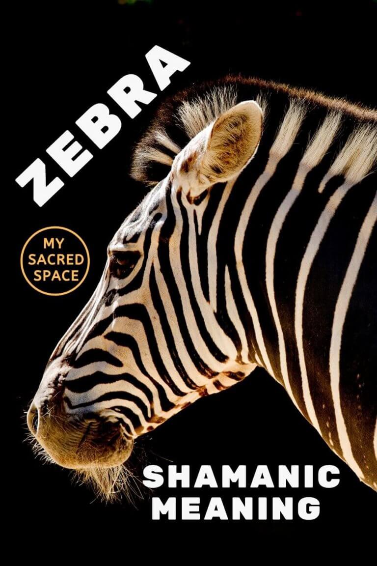 11-zebra-spiritual-meanings-spirit-animal-symbolisms